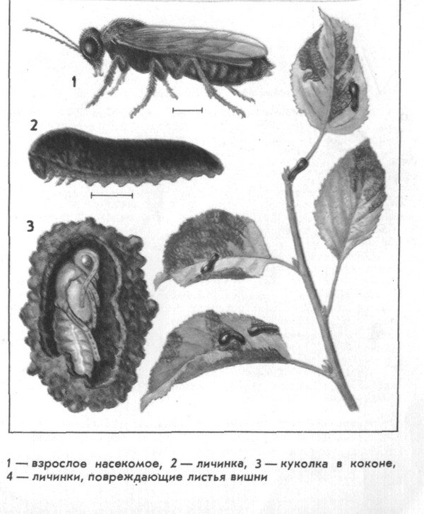 Вишневий слизистий пильщик: заходи боротьби