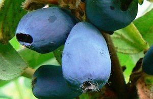 Які сорти жимолості найсолодші: характеристики скоростиглих, середньостиглих і пізніх сортів