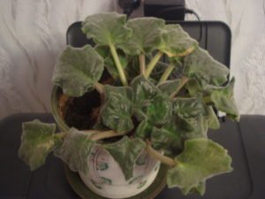 Що робити, якщо не цвіте фіалка: причини відсутності суцвіть і дієві способи стимулювання зростання