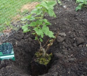 Як пересадити смородину на нове місце за всіма правилами