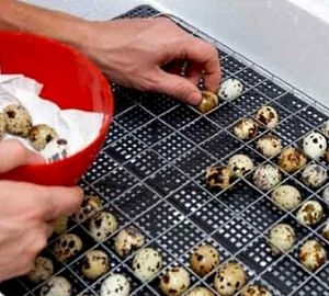 Опис інкубатора «Попелюшка»: принцип роботи і технічні характеристики