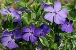 Барвінок — посадка й догляд у відкритому грунті