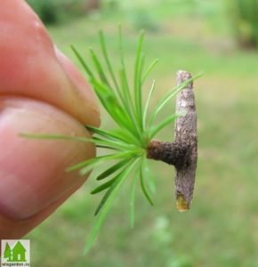 Дерево модрина: опис з фото, види і сорти