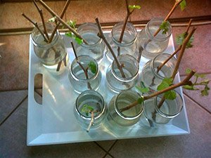 Як садити виноград — поради по вирощуванню і догляду, відео