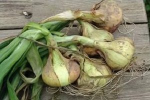 Дивовижний овоч цибуля шалот — правила догляду та вирощування