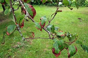 Хвороби та шкідники яблунь: методи боротьби і фото