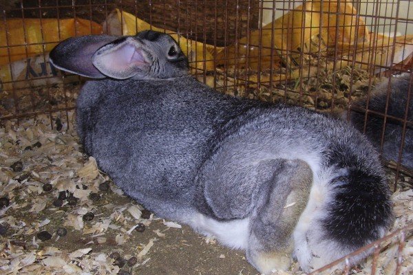 Особливості вирощування кролів мясних порід: інвентар, годування, розмноження і відеоінструкція