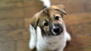 Краплі від бліх барс   інструкція і варто використовувати?