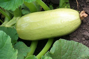 Як не заплутатися в різноманітності видів кабачків