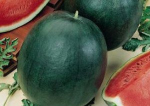 Ранні і скоростиглі сорти кавунів — огляд кращих видів та відгуки