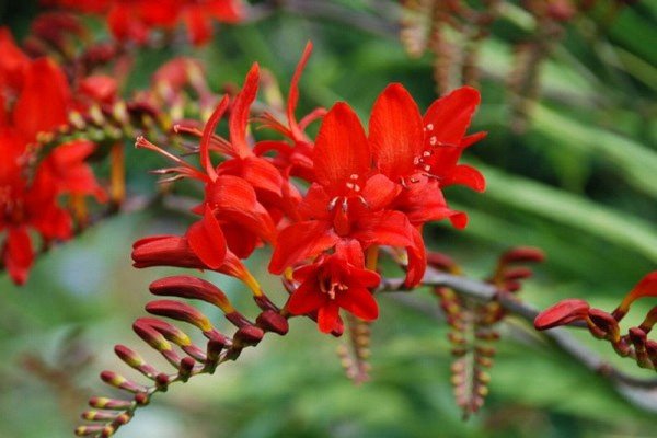 Багаторічники зимуючі у відкритому грунті — каталог