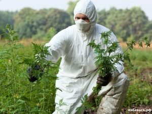 Амброзія — фото рослини і чим воно небезпечне