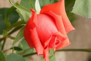 Осінній догляд за садовими трояндами: правила підживлення та укриття кущів на зиму