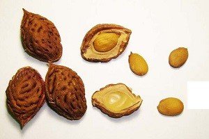 Персик: грамотні посадка та вирощування, правила догляду