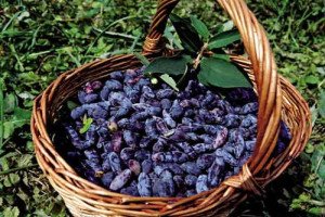 Які сорти жимолості найкраще підходять для Уралу: назви та опис видів, нюанси посадки та догляду