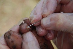 Піщані блохи з за кордону   фото і як позбутися