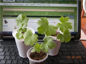 Дельфініум багаторічний: основні правила посадки та догляду, фото квітів