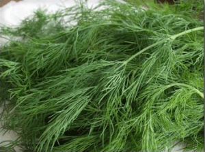 Кріп: користь і шкоду для здоровя, застосування в народній медицині