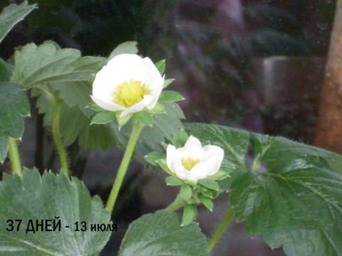 Домашня полуниця: вирощуємо за 10 кроків