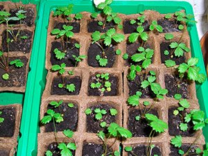 Як садити полуницю насінням: вибір насіння і ґрунту, поради по догляду і поливу