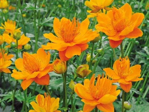 Як зробити красиву клумбу з багаторічників: ідеї, підбір кольорів, покрокова інструкція, схеми та фото