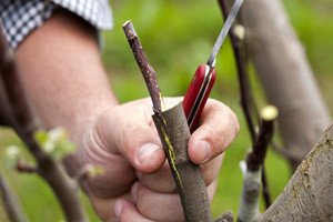Садимо грушу в саду: вибір саджанців, догляд і обрізка дерева