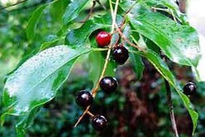 Гібриди вишні: поради з вирощування і схрещування