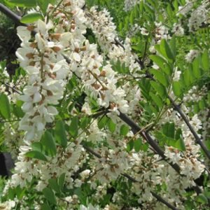 Біла акація: загальний опис рослини, фото і рекомендації по розведенню