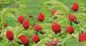 Малина тибетська (сунична): опис і розмноження, особливості посадки і догляду