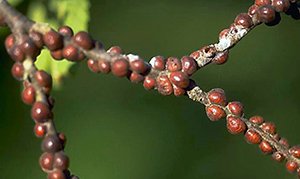 Огляд кращих сортів абрикоса для середньої смуги Росії: особливості вирощування та догляду