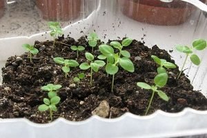 Як розмножити фікус Бенджаміна в домашніх умовах: 4 основних і доступних методу