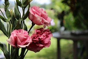 Еустома багаторічна: особливості посадки і догляду, розмноження корінням і насінням