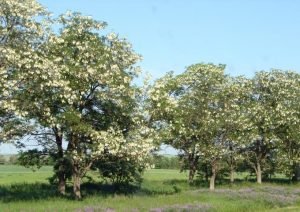 Біла акація: загальний опис рослини, фото і рекомендації по розведенню