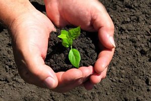 Зливу з кісточки в домашніх умовах: прості правила по посадці