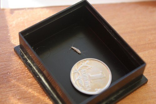 Чешуйница – опис та особливості життєдіяльності