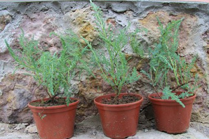 Тамарикс – витончена прикраса