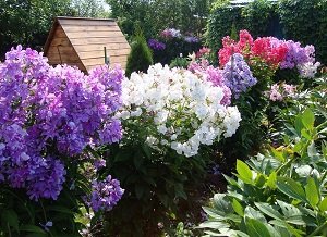 Багаторічні флокси: особливості посадки і правила догляду, вирощування з насіння, фото і відео