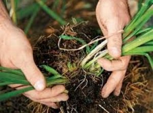 Огляд багаторічних квітів для дачі: різновиди, переваги і недоліки, дбайливий догляд, фото і відео