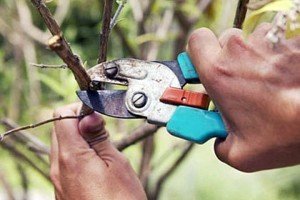 Вишня Примітна: опис сорту та його особливості