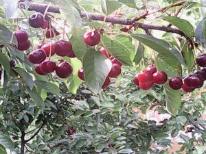 Опис сорту вишні Шпанка: правила посадки і догляду за деревом