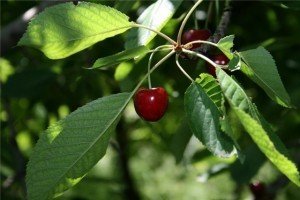 Цікаві сорти червоної черешні: Первісток, Красуня, Перемога