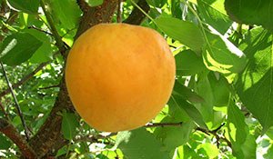 Зимостійкі і морозостійкі сорти абрикосів: опис сортів Захват, Голдрич та багатьох інших