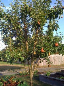 Сорт груші Велеса: опис, правила посадки та догляду
