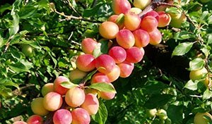 Кубанська комета — низькорослий сорт сливи з великими плодами