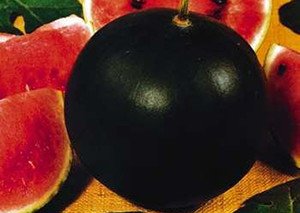 Сорти кавунів для Сибіру — особливості посадки і вирощування