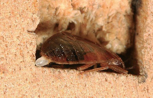 Постільні клопи фото: як позбутися в домашніх умовах