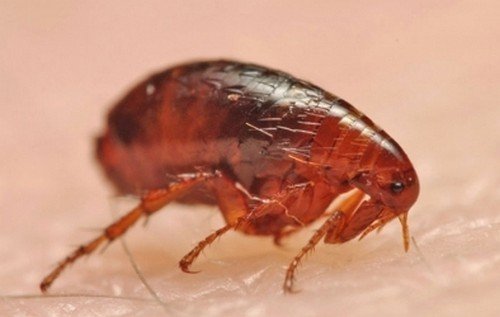 Людська блоха: фото, поширювані захворювання і як позбутися