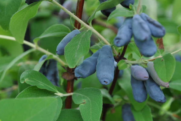 Які сорти жимолості найкраще підходять для Уралу: назви та опис видів, нюанси посадки та догляду