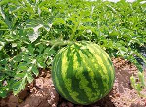 Як виростити кавун в Ленінградській області: поради по вирощую розсади і вибір місця для посадки