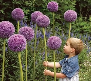 Цибулинні багаторічні садові квіти — фото та назви рослин